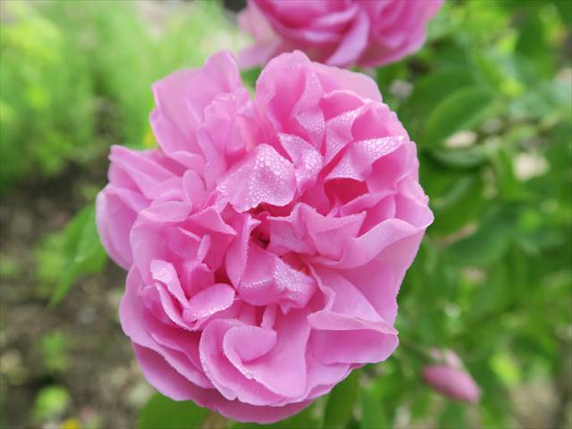 organic65-3