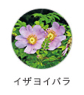 hana86_5